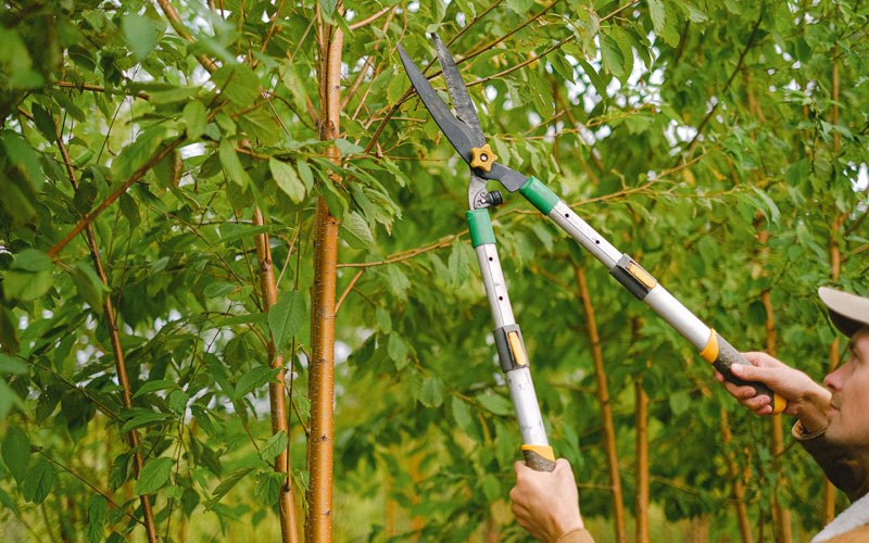 Tree trimming in Stringtown, OK